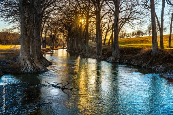 Fototapeta Bald cypress trees with exposed roots line the banks of the Guadalupe river as it meander through the Texas Hill Country and the setting sun illuminating the upper branches, Waring, Texas