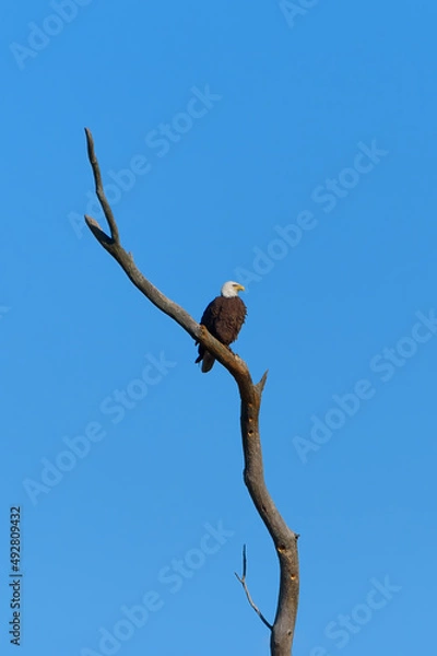 Obraz American Bald Eagle Perched on a dead tree