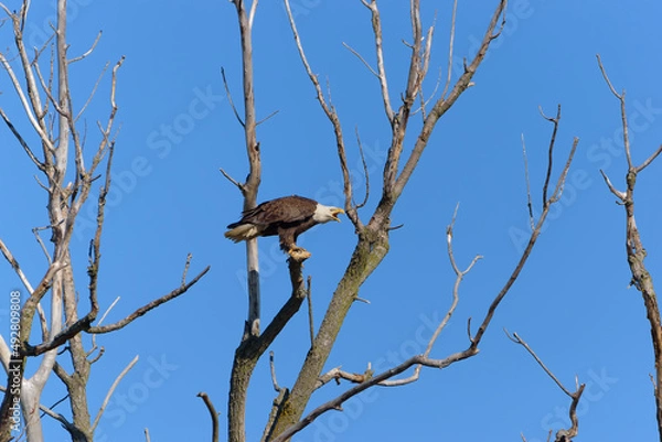 Obraz American Bald Eagle perched on a dead tree, mouth open