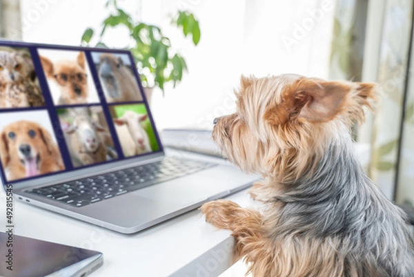 Obraz 擬人化。リモート会議中のヨークシャテリア