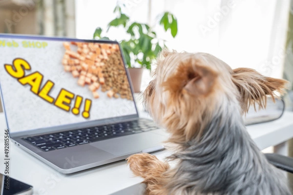 Obraz 擬人化。オンラインショッピングをするヨークシャテリア