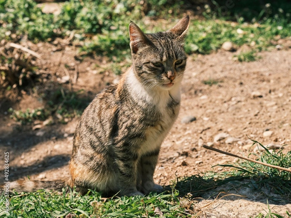 Obraz portrait of a cute cat