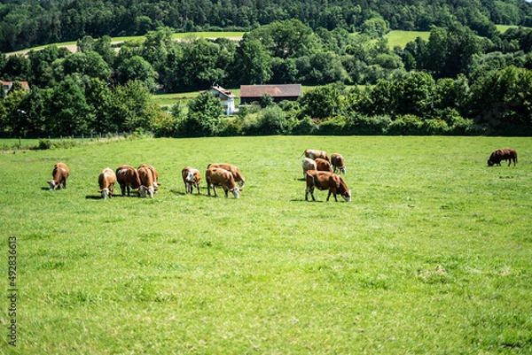 Obraz Kühe auf der Weide