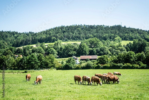Obraz Kühe auf der Weide