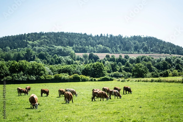 Obraz Kühe auf der Weide
