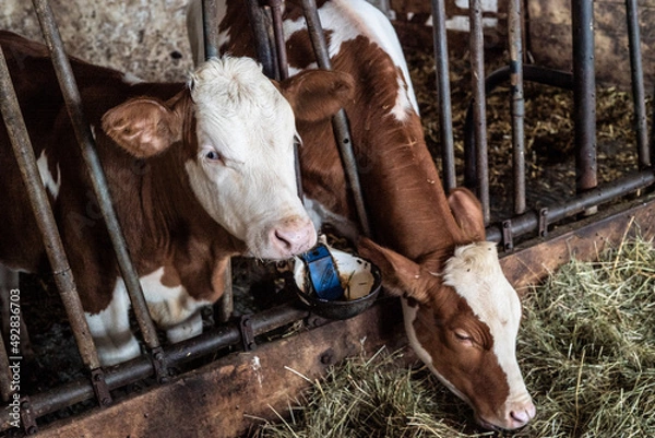 Obraz Kühe im Stall