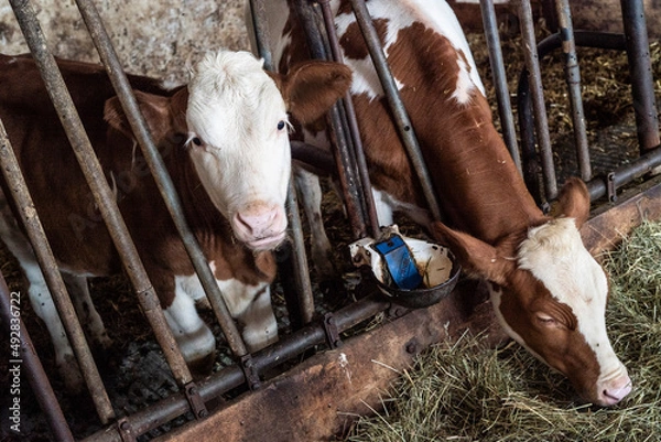 Obraz Kühe im Stall