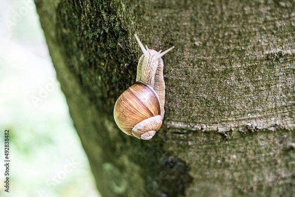 Obraz Weinbergschnecke