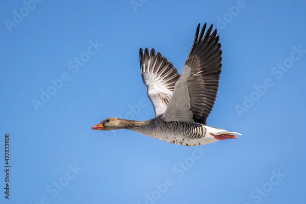 Obraz Greylag goose