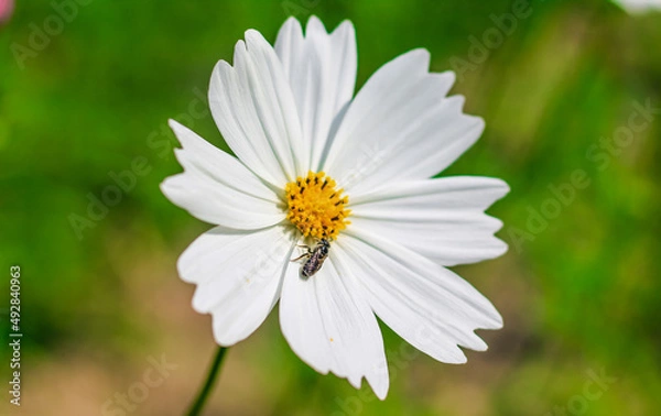 Obraz Bee having honey on cosmos flower (Cosmos Bipinnatus). Honey bee collecting pollen at cosmos flower.