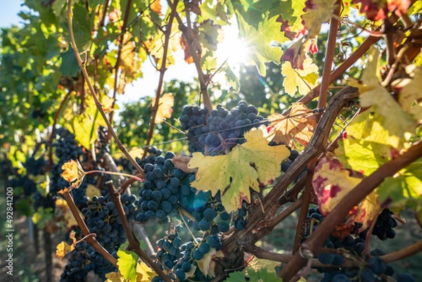 Obraz Eiswein an der Rebe