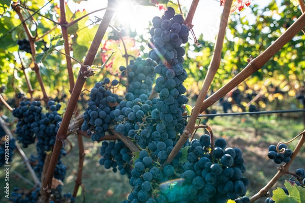 Obraz Eiswein an der Rebe