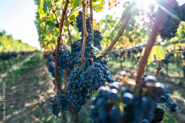 Obraz Eiswein an der Rebe