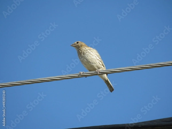 Obraz Sicalis flaveola Ave Pajarito