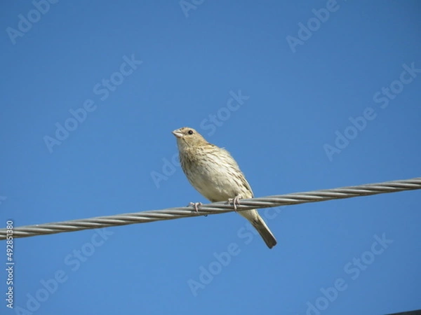 Obraz Sicalis flaveola Ave Pajarito