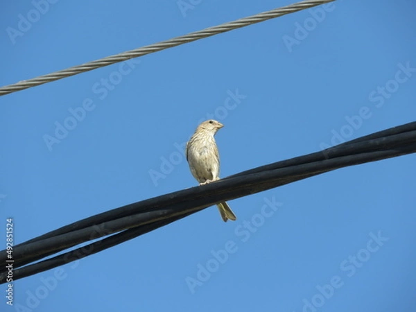 Obraz Sicalis flaveola Ave Pajarito
