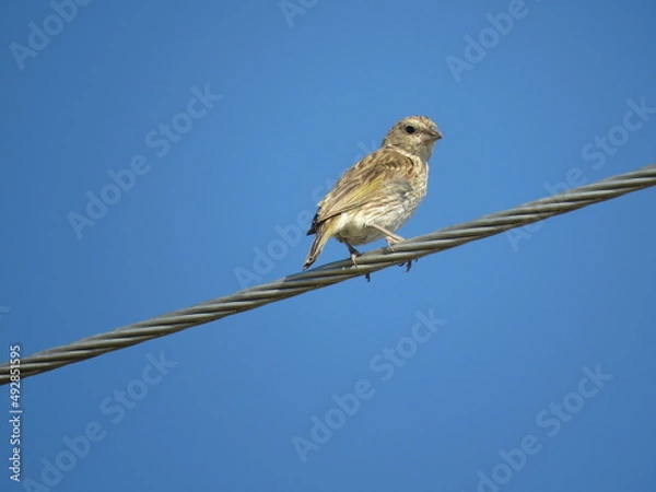 Obraz Sicalis flaveola Ave Pajarito