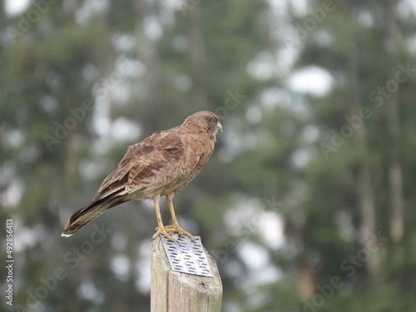 Obraz Aguila pequeña