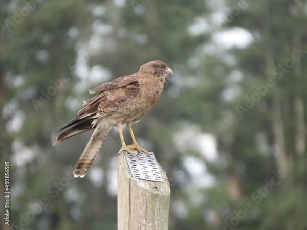 Obraz Aguila pequeña
