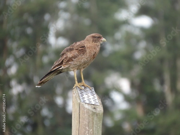 Obraz Aguila pequeña