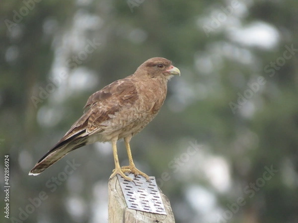 Obraz Aguila pequeña