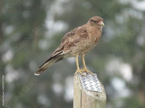 Obraz Aguila pequeña