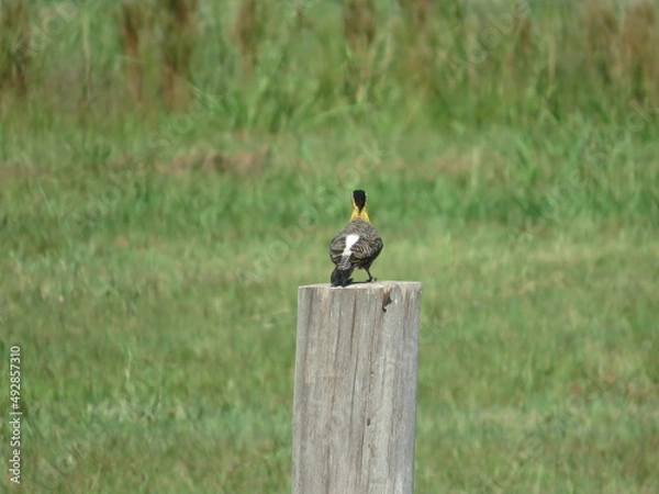 Obraz pajaro carpintero amarillo