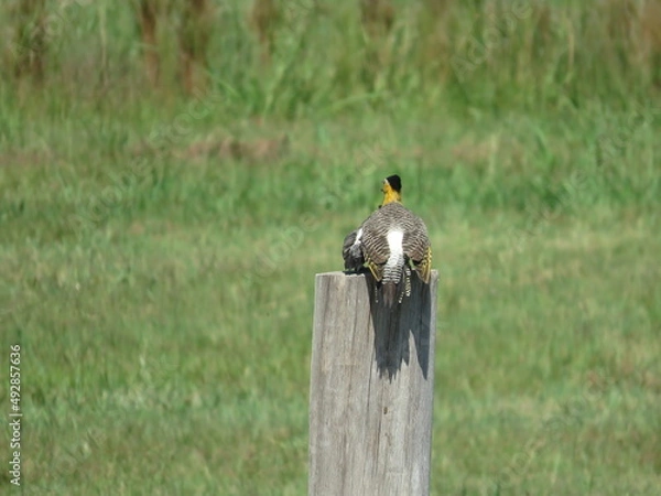 Obraz pajaro carpintero amarillo