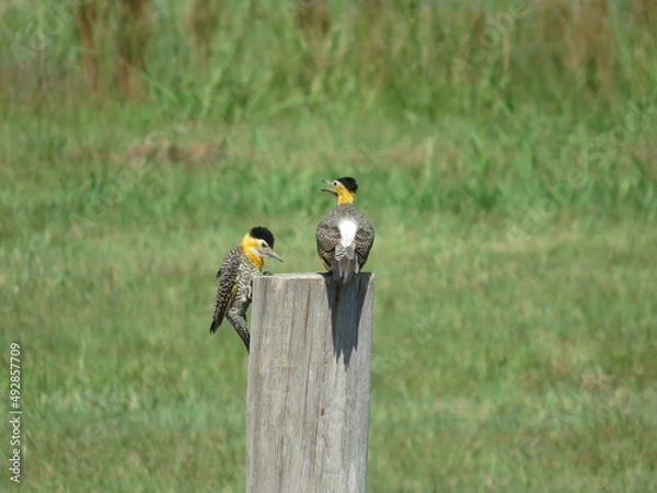 Obraz pajaro carpintero amarillo