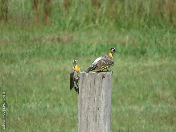 Obraz pajaro carpintero amarillo
