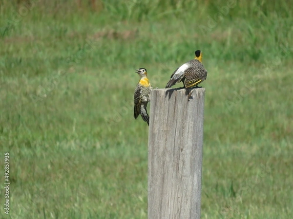 Obraz pajaro carpintero amarillo
