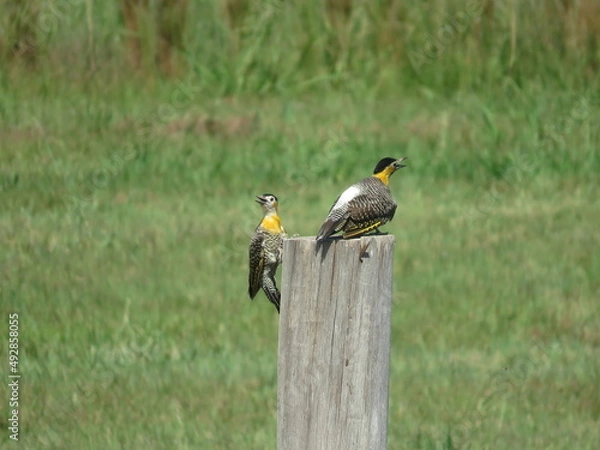 Obraz pajaro carpintero amarillo