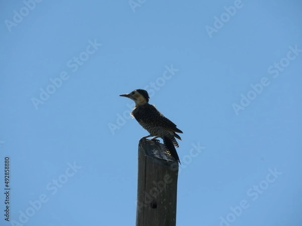 Obraz pajaro carpintero