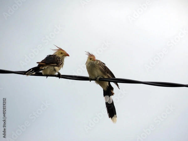 Obraz Pajaro Ave en los cables