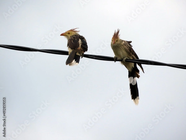 Obraz Pajaro Ave en los cables