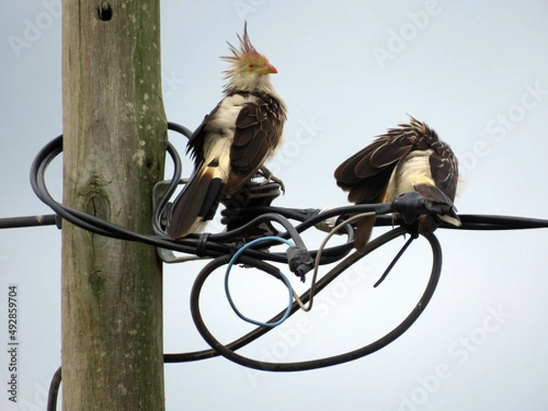 Obraz Pajaro Ave en los cables