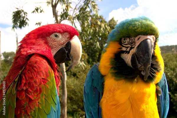 Fototapeta Papageien