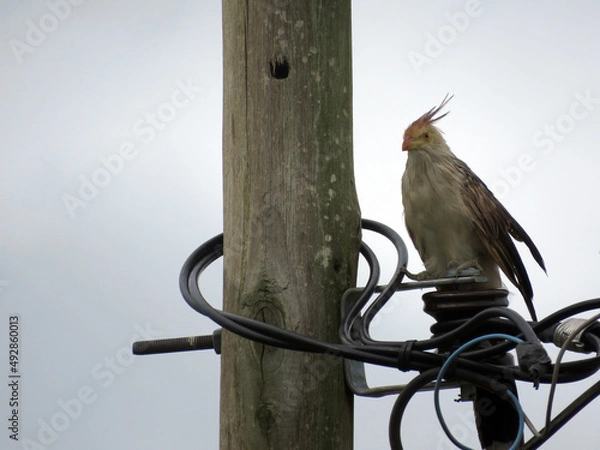 Obraz Pajaro Ave en los cables