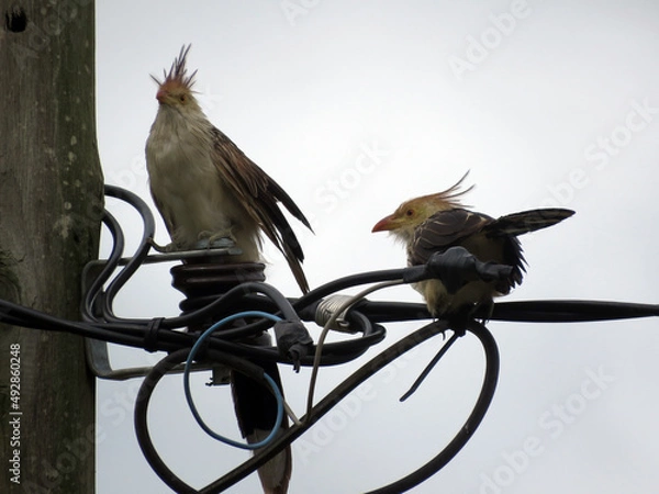 Obraz Pajaro Ave en los cables