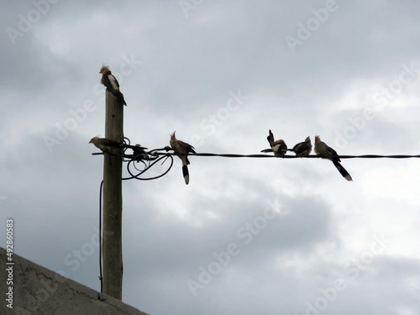 Obraz Pajaro Ave en los cables