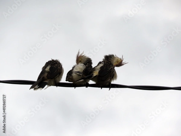Obraz Pajaros Aves en los cables