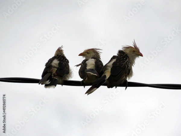 Obraz Pajaros Aves en los cables