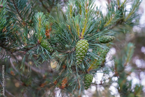 Fototapeta Close up of small green pine cones in a pine tree
