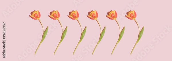 Obraz Spring floral concept with fresh tulips on pastel bright pink background. Minimal visual flat lay composition. Natural blossoming flower seasonal idea.