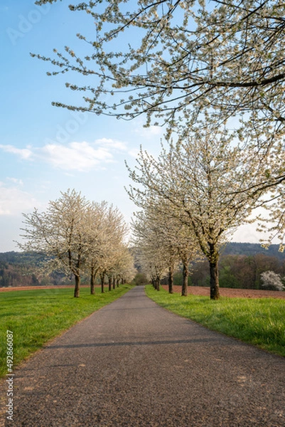 Obraz Kirschbaumallee