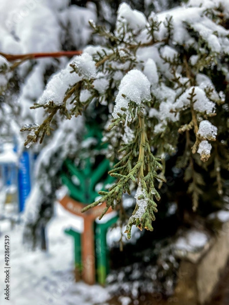 Obraz snow covered tree