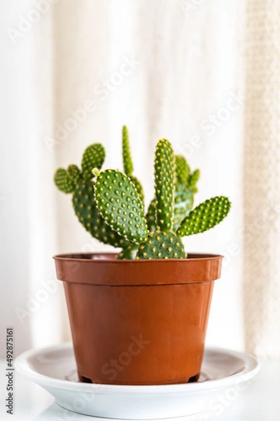 Fototapeta Cactus