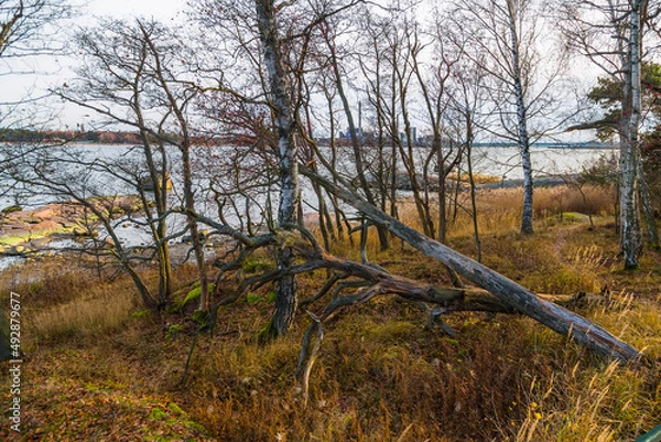 Fototapeta picturesque lake shore with fallen trees and motley leaves