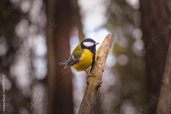 Obraz The great tit (Parus major)