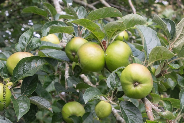 Fototapeta Apples ripening on an apple tree